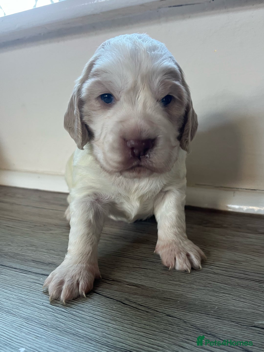 Cocker Spaniel dogs for sale: 3 Stunning Working Cocker Spaniel Boys 🐶  - Advert 8