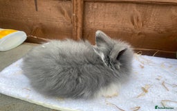 Lionhead rabbits for sale: Gorgeous Teddy widders - Image 6
