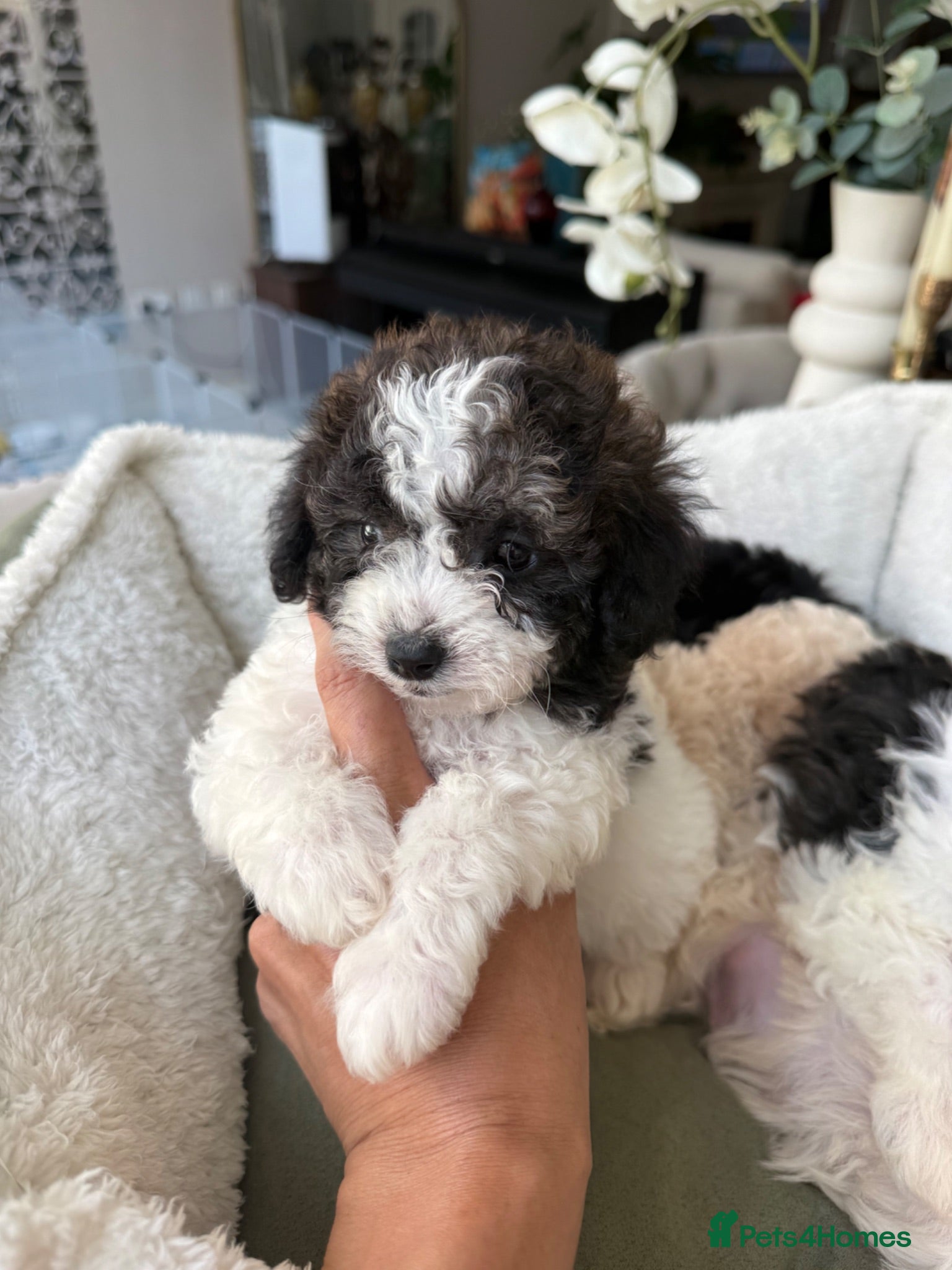 Toy Poodle dogs 4 little Tiny Toy Poodles 🐶🐶 - Advert 2