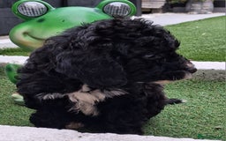 Cockapoo dogs for sale: ** BEAUTIFUL LITTER OF COCKAPOOS ** - Image 7