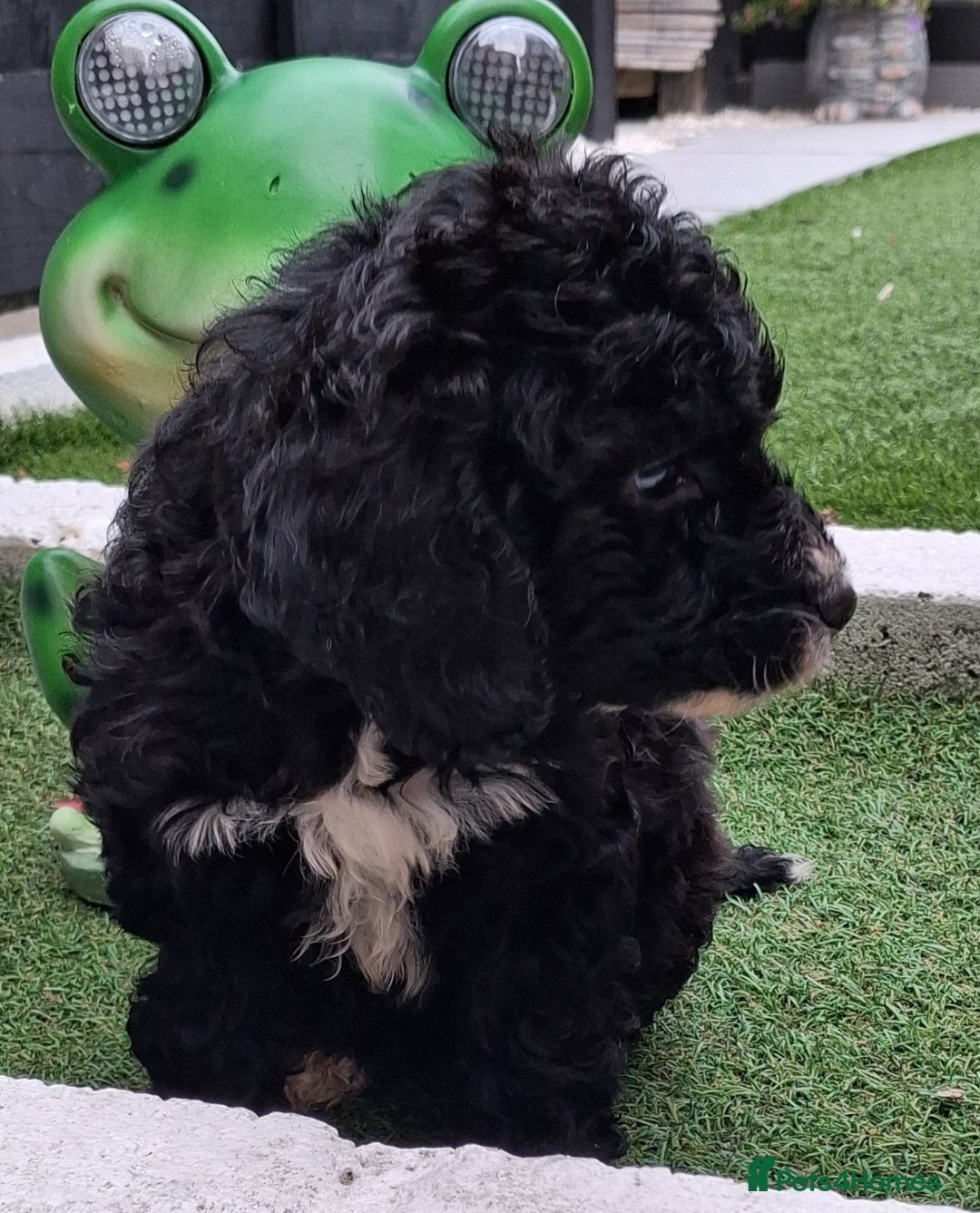 Cockapoo dogs for sale: ** BEAUTIFUL LITTER OF COCKAPOOS ** - Image 7