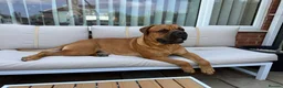 Bullmastiff dogs for stud: Bullmastiff for Stud - Advert 8