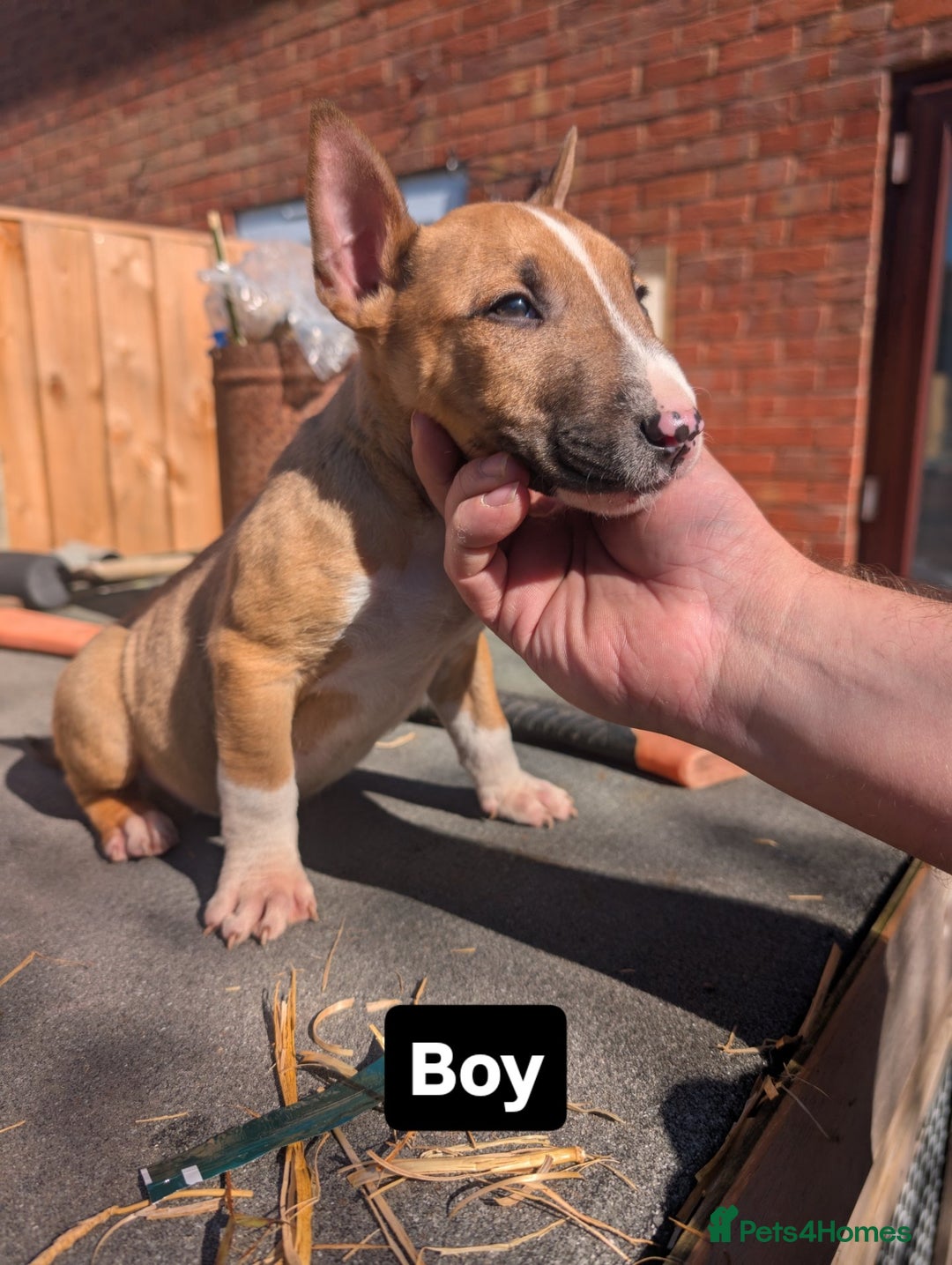 English Bull Terrier dogs for sale: Original English bull terriers  - Image 9