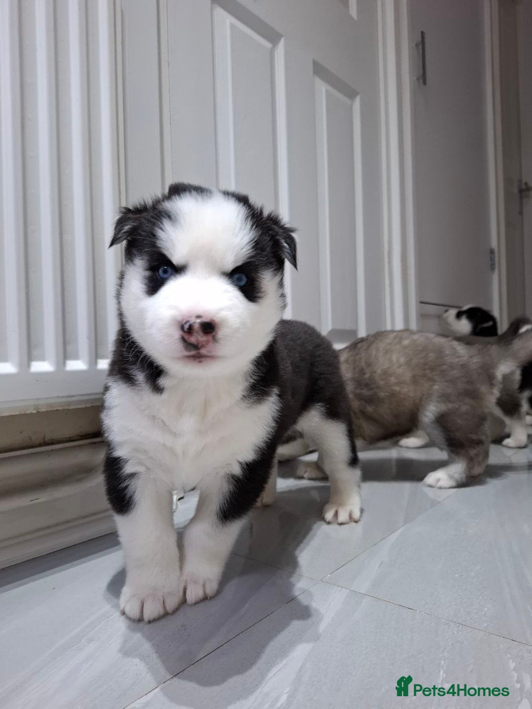 Siberian Husky dogs for sale: Siberian Huskies 1 Male 4 Female - Advert 30