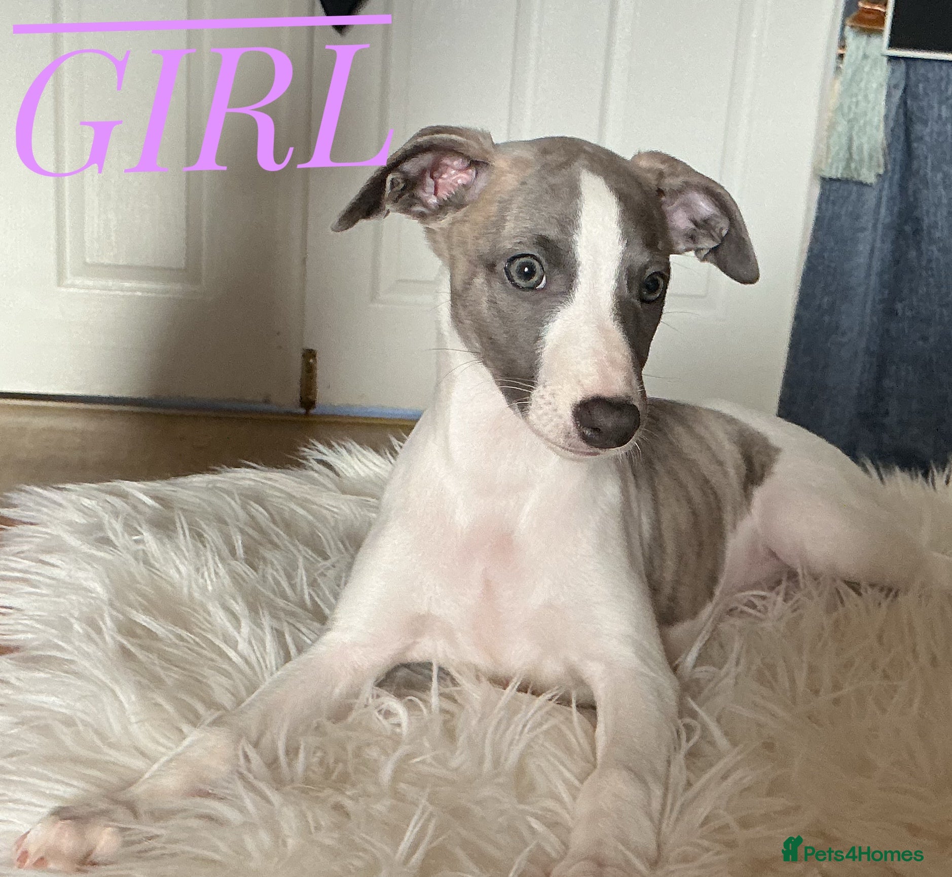 Whippet dogs KC Registered exceptional puppies  - Advert 4