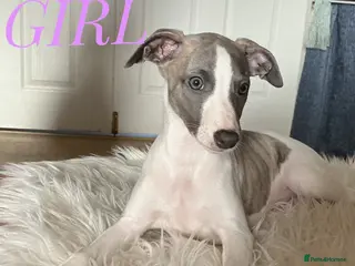 Whippet dogs KC Registered exceptional puppies - Advert 2