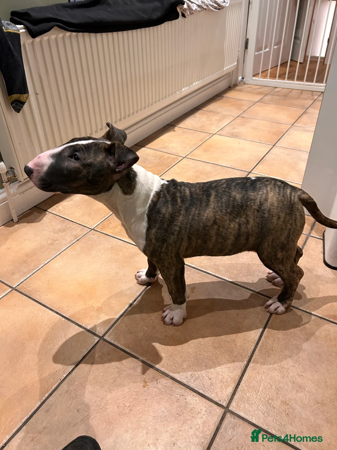 English Bull Terrier dogs for sale: English bull terrier puppy bitch for sale - Advert 2