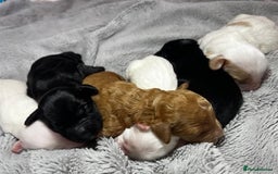 Australian Labradoodle dogs for sale: 6 Gorgeous Australian Labradoodle Puppies - Image 5