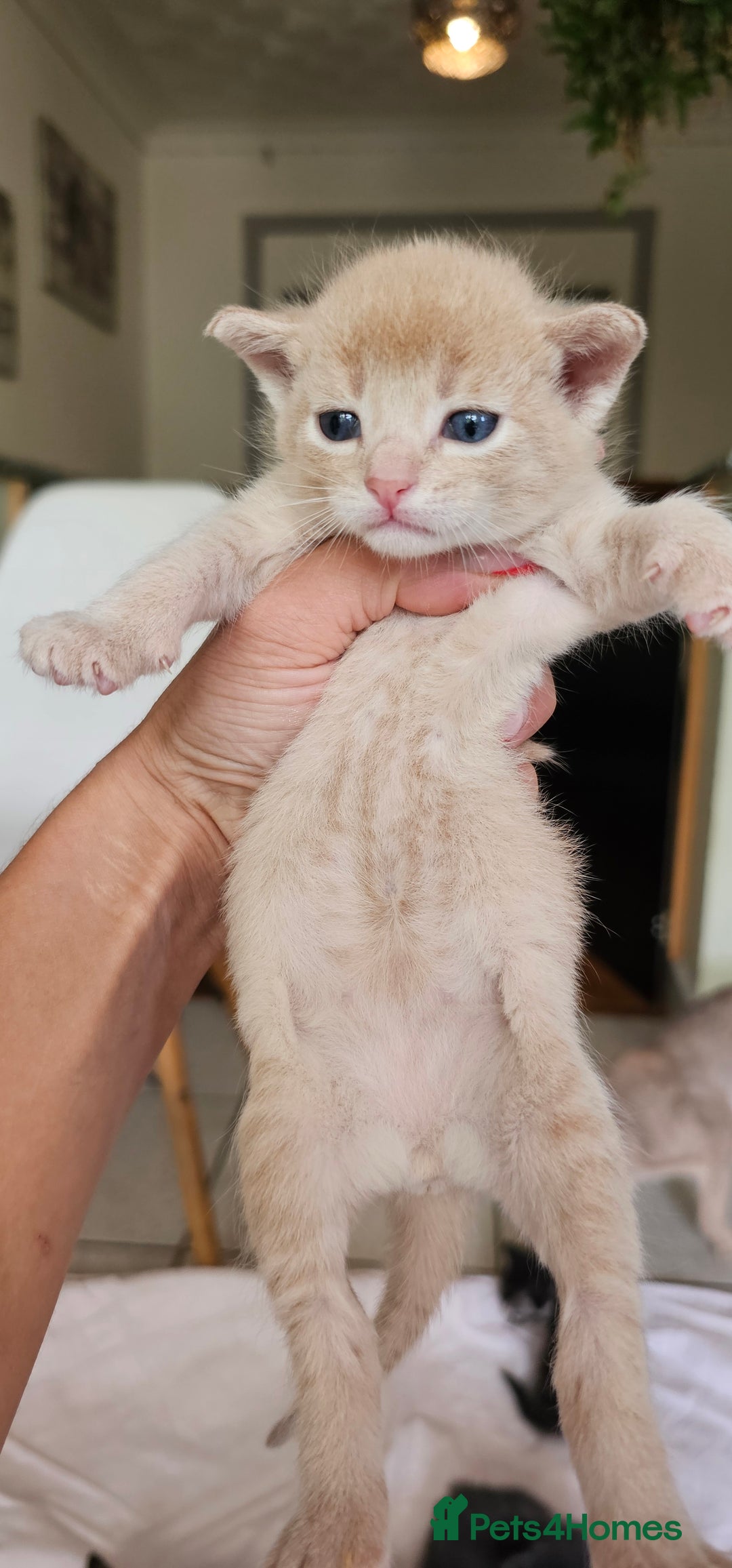 Mixed Breed cats for sale: Abyssinian x Bengal  - Image 13