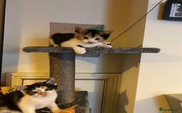 Mixed Breed cats for sale: Female kittens 💕  - Image 6