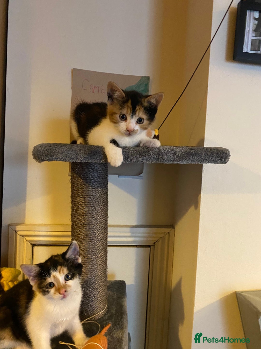Mixed Breed cats for sale: Female kittens 💕  - Image 6