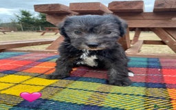 Jackapoo dogs for sale: Jackapoo Puppies - Image 5