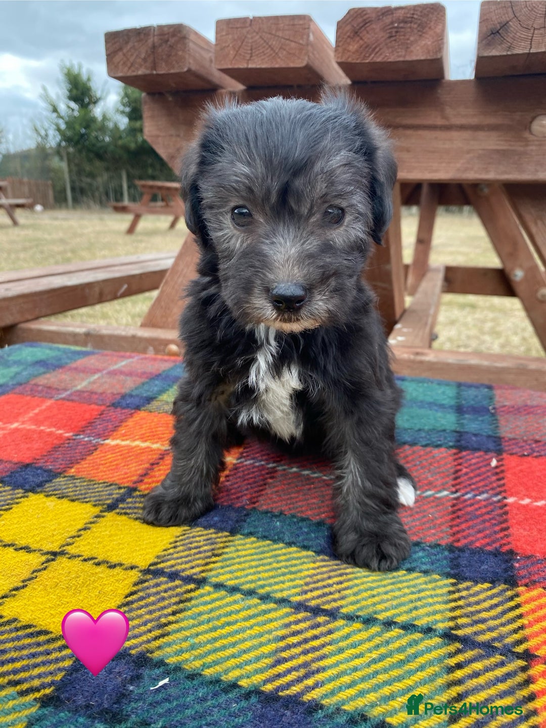 Jackapoo dogs for sale: Jackapoo Puppies - Image 5