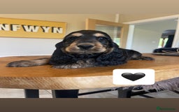 Cocker Spaniel dogs for sale: KC reg & H/Tested Show Cocker Spaniels - Image 3
