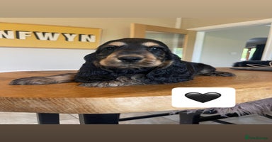 Cocker Spaniel dogs - Advert 3