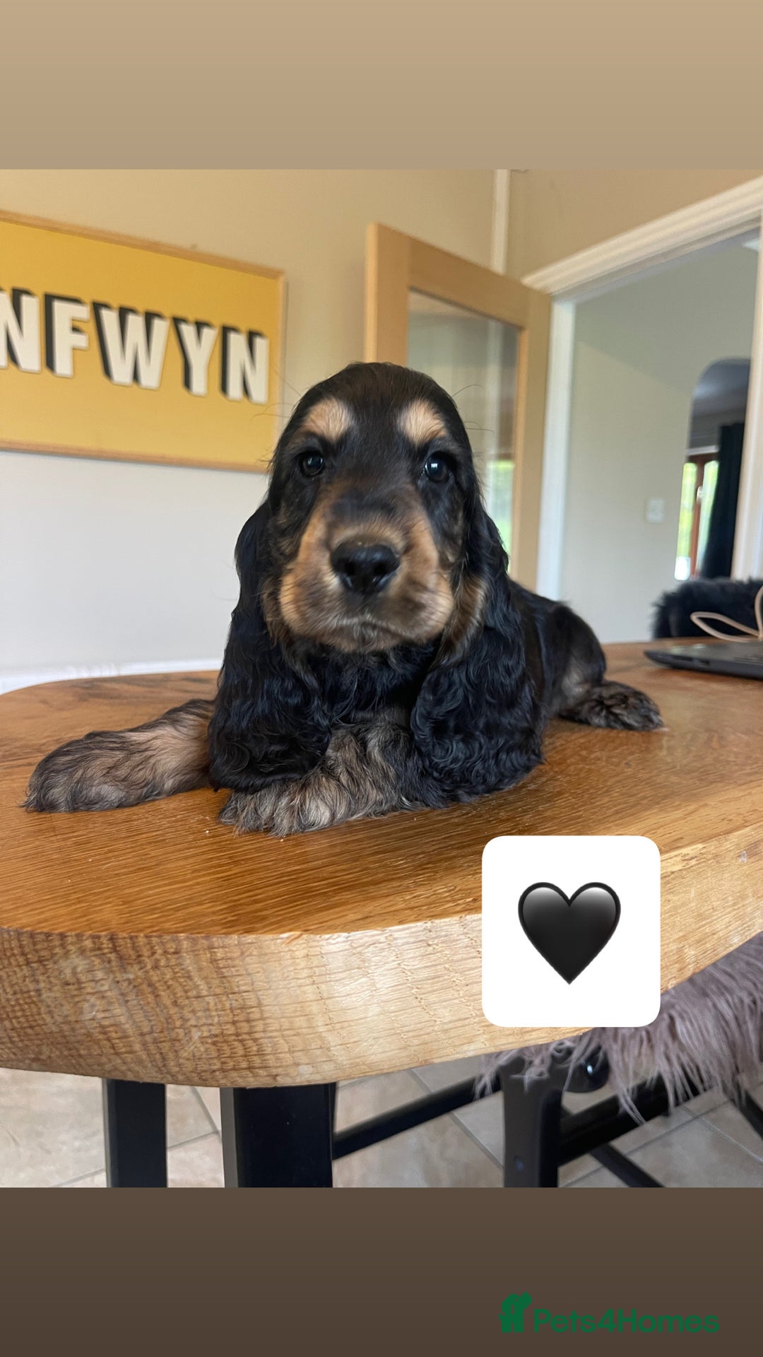 Cocker Spaniel dogs for sale: KC reg & H/Tested Show Cocker Spaniels - Image 3