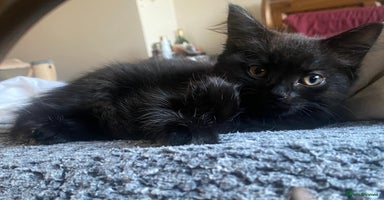 Mixed Breed cats - Advert 6