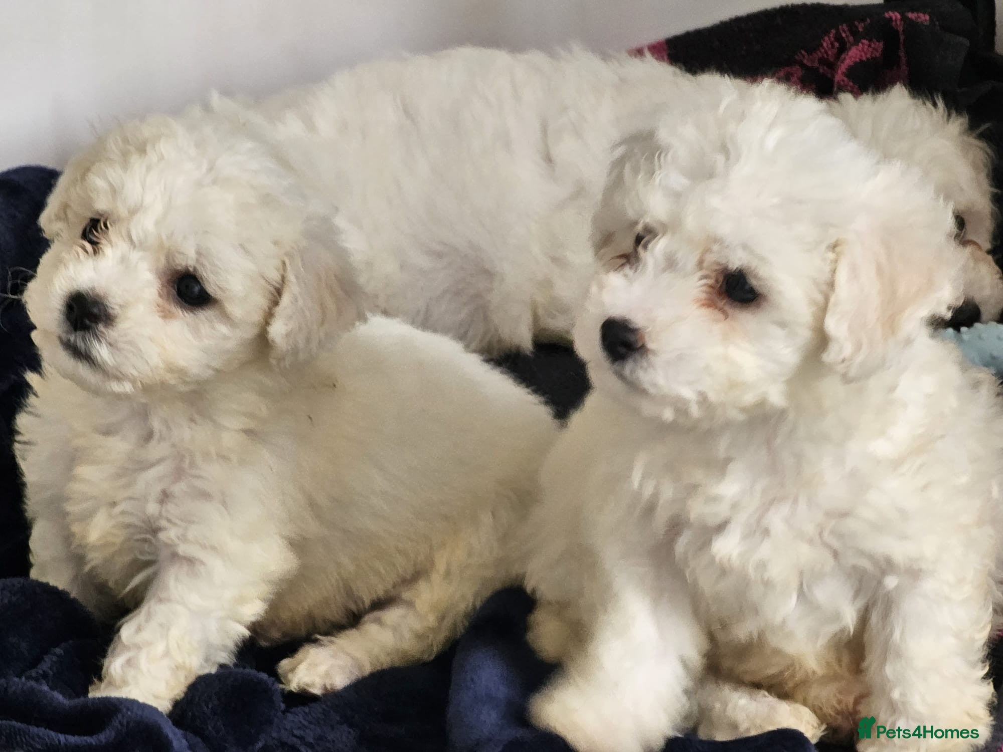 Bichon Frise dogs bichon frise puppies 2 boys 3 girls ready now  - Advert 2
