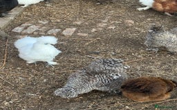 Chickens poultry for sale: Silkies - Image 1
