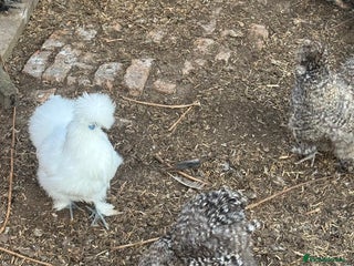 Chickens poultry - Advert 14