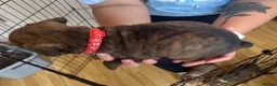 Boxer dogs for sale: Beautiful Boxer x Cane corso puppies 🐶  - Advert 21