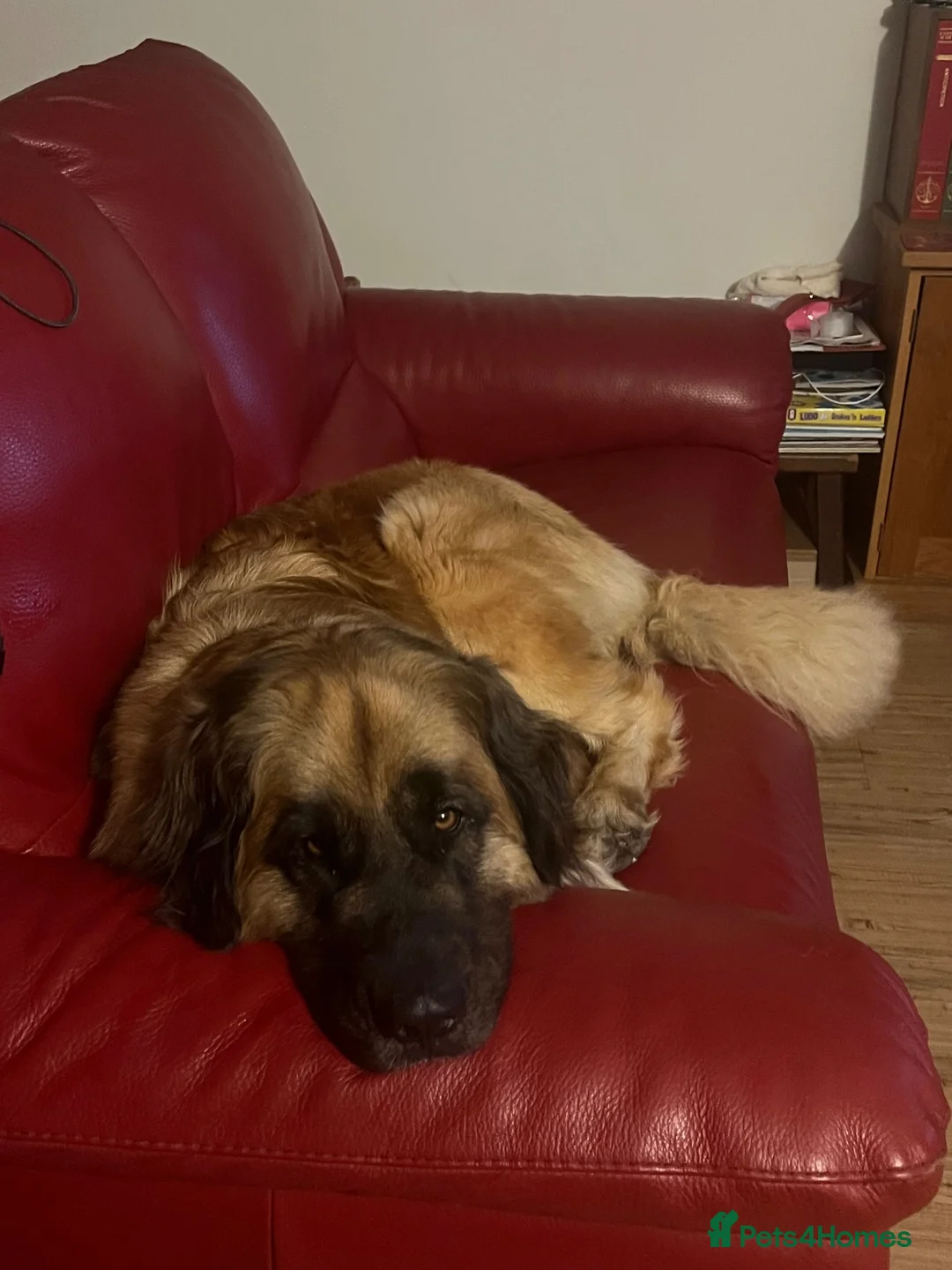 Leonberger dogs for sale: Leonberger puppies for sale  - exceptional quality - Advert 8