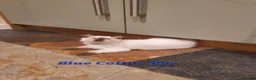 Ragdoll cats for sale: 💖11 WEEKS OLD💖 GCCF Registered Ragdoll Kittens. - Advert 25