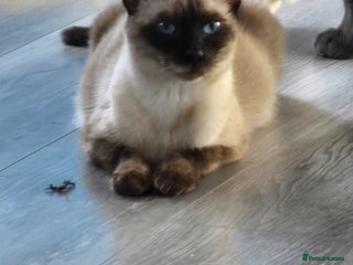 Mixed Breed cats - Advert 1