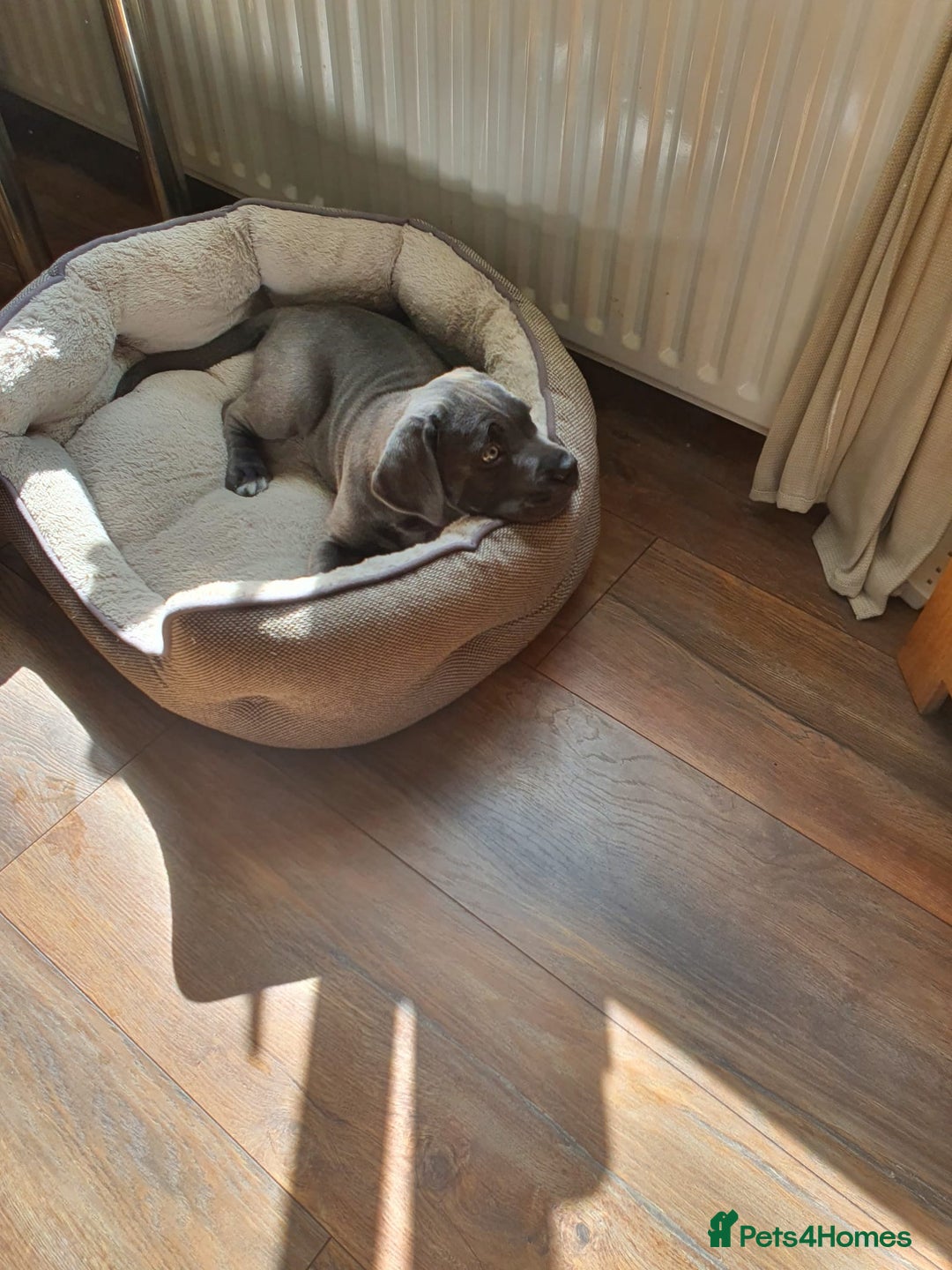 Cane Corso dogs for sale: Cane corso puppies  - Image 5