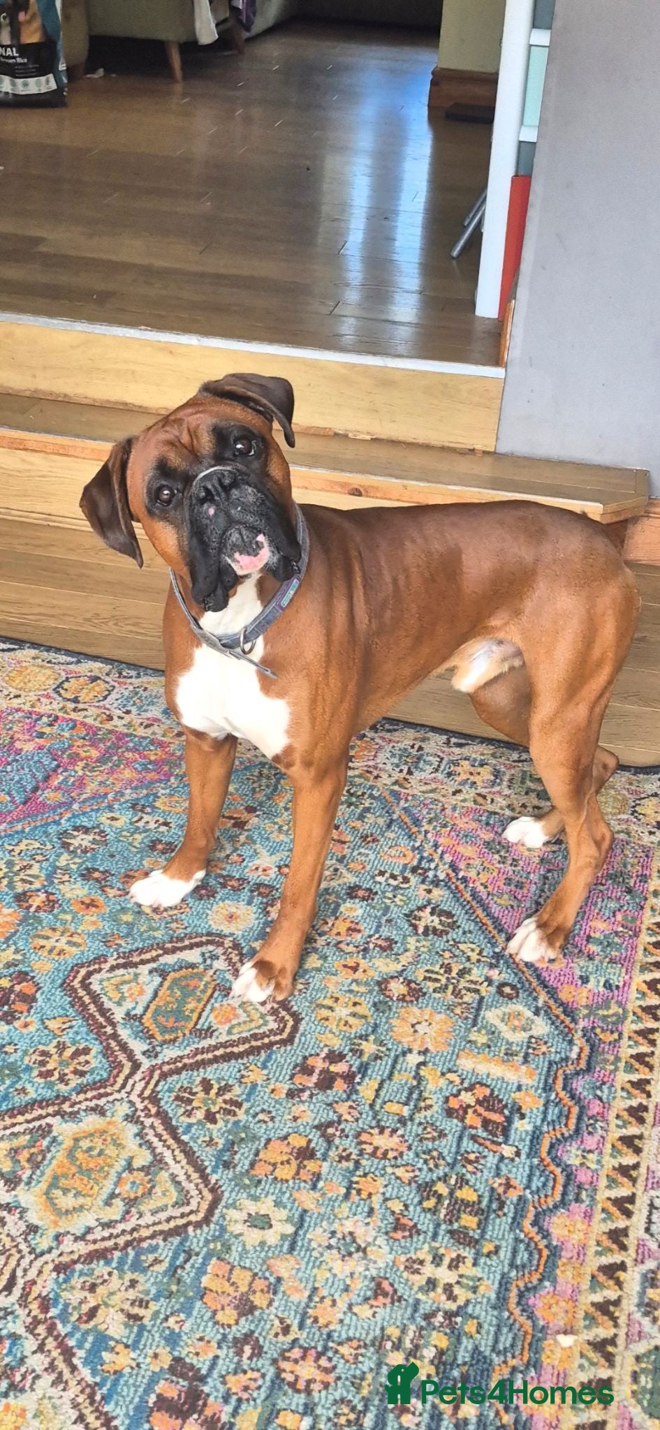 Boxer dogs Boxer for stud - Advert 15