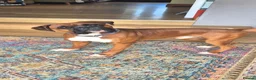Boxer dogs for stud: Boxer for stud - Advert 1