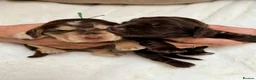 Cocker Spaniel dogs for sale: KC Reg, health tested Chocolate Puppies - Advert 17
