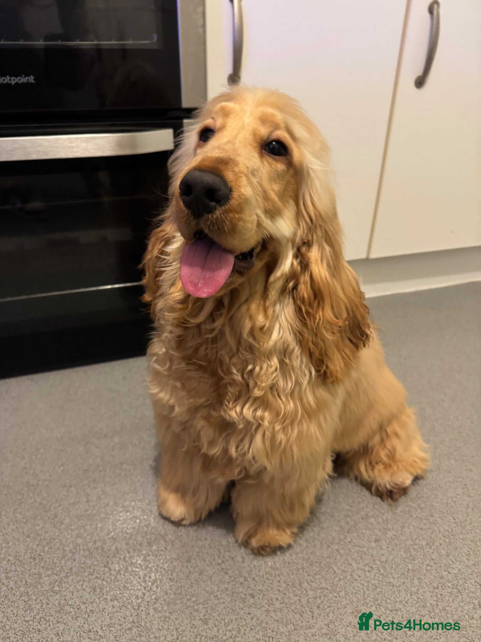 Cocker Spaniel dogs KC Male Show Cocker Spaniel - Advert 12