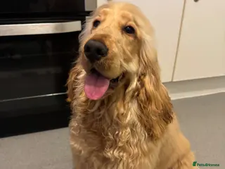 Cocker Spaniel dogs KC Male Show Cocker Spaniel - Advert 11