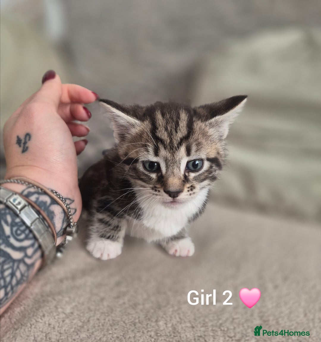 Mixed Breed cats for sale: Beautiful grey and tabby kittens  - Advert 11