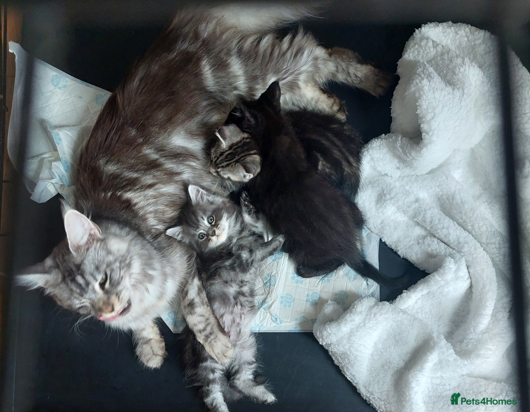Ragcoon cats for sale: Beautiful ragcoon  - Image 9