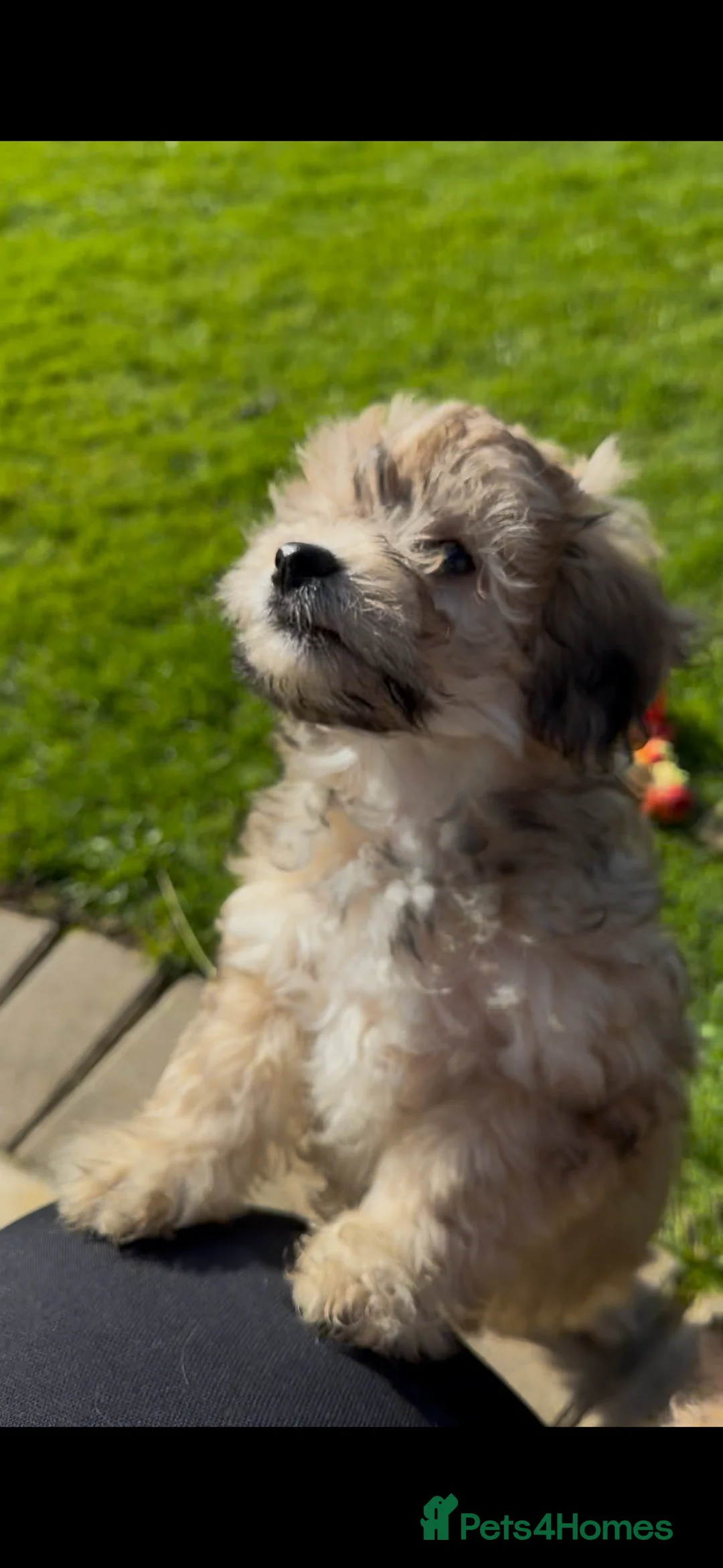 Maltipoo dogs for sale: Maltipoo puppy - Advert 2