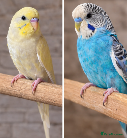 Budgerigars birds Baby Budgies 6 weeks old ready now. - Advert 15