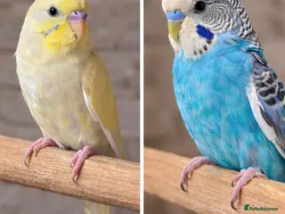 Budgerigars birds Baby Budgies 6 weeks old ready now. - Advert 15