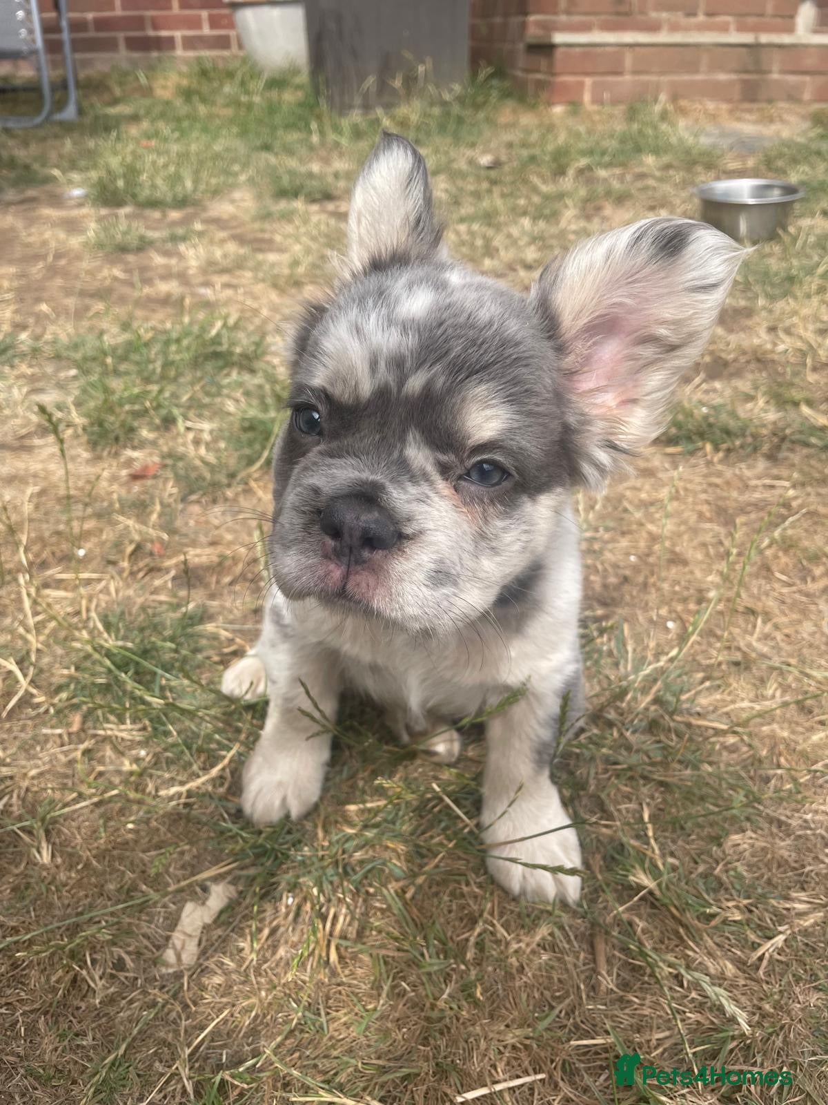 French Bulldog dogs Fluffy to Fluffy French Bulldog puppies  - Advert 4