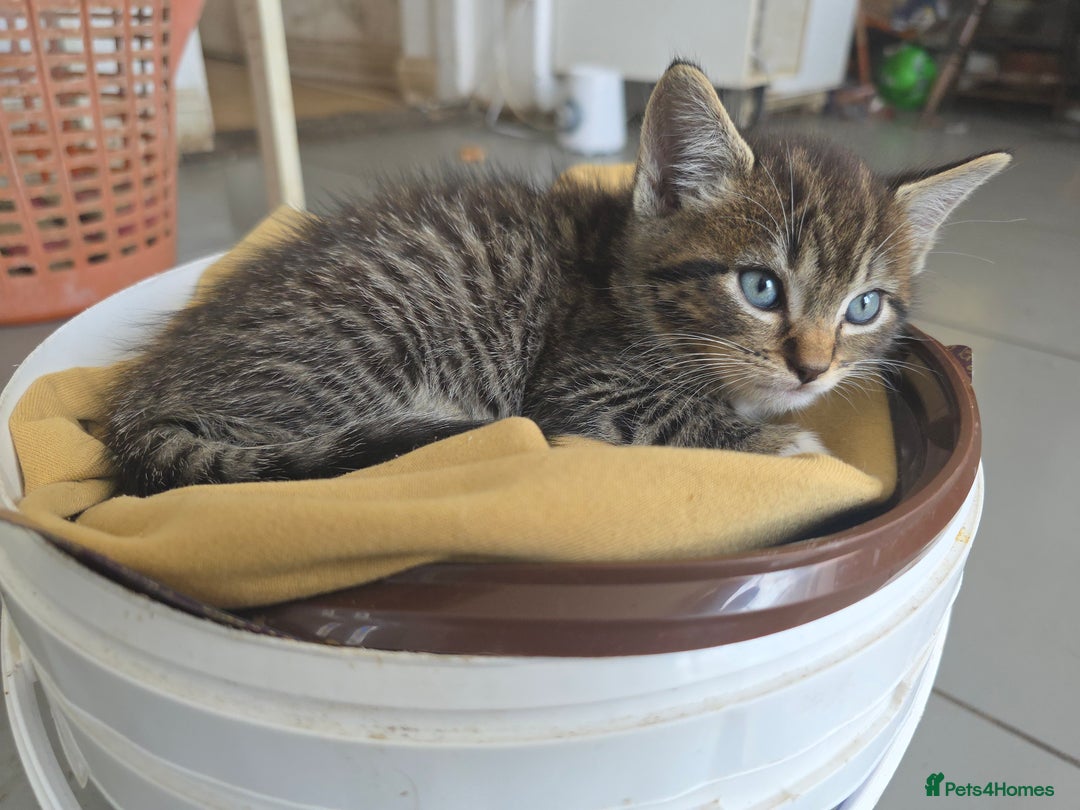 Mixed Breed cats for sale: 4 wonderful kittens, tabby and cute - Image 5