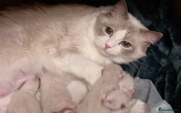 Ragdoll cats for sale: TICA Reg. Championship bloodline Ragdoll Kittens - Image 12