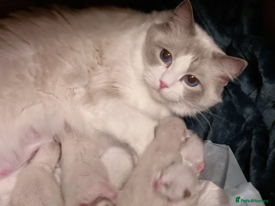Ragdoll cats for sale: TICA Reg. Championship bloodline Ragdoll Kittens - Image 12