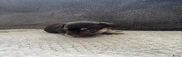 French Bulldog dogs for sale: Beautiful KC Registered French bulldog puppies in London - Advert 6