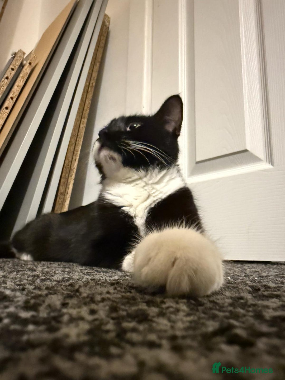 Mixed Breed cats for adoption: Young and friendly rescue, luna needs new home - Advert 4