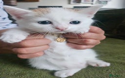 Selkirk Rex cats for sale: Adorable Selkirk Rex Kittens (Straight ) - Image 9