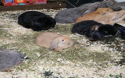 French Lop rabbits for sale: Giant French lops  - Image 8