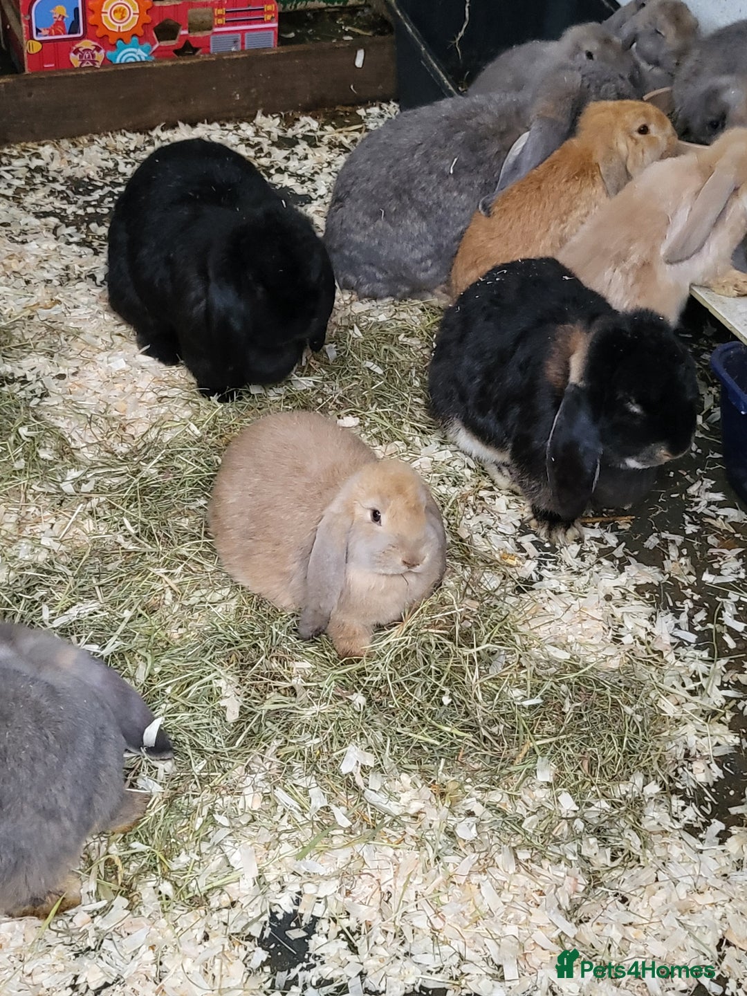 French Lop rabbits for sale: Giant French lops  - Image 8