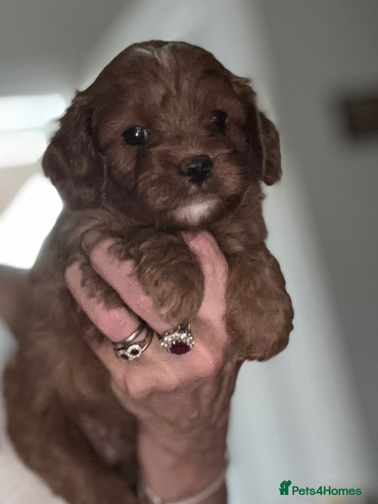 Cavapoo dogs Cavapoo Pups  - Advert 1