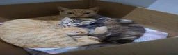 Mixed Breed cats for sale: 3 Kittens - Advert 5